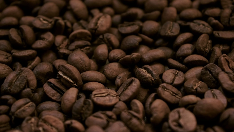 A person picking coffee beans